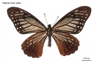 藏品(斑鳳蝶)的圖片